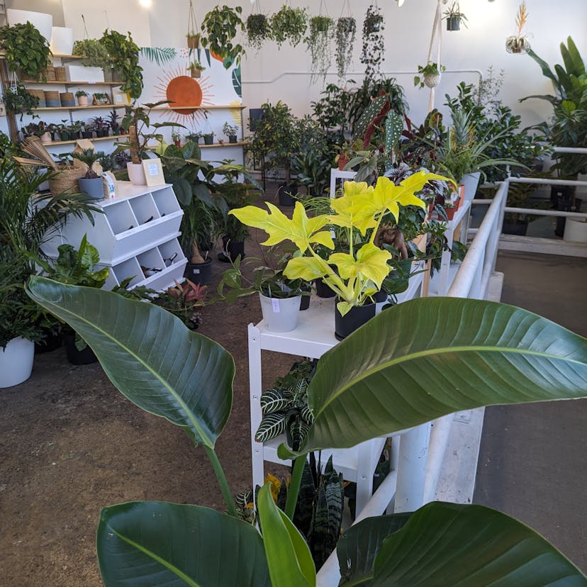 Canopi Plant Ballard Store