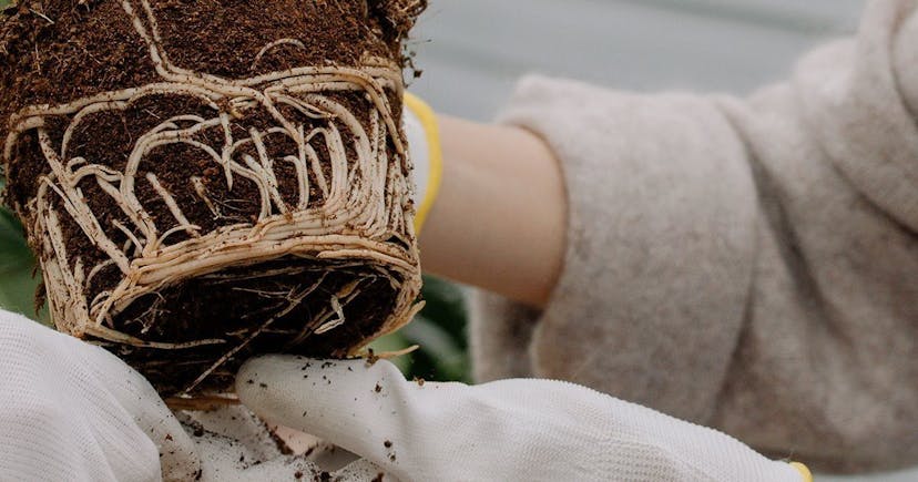 Root Rot: Everything You Need to Know