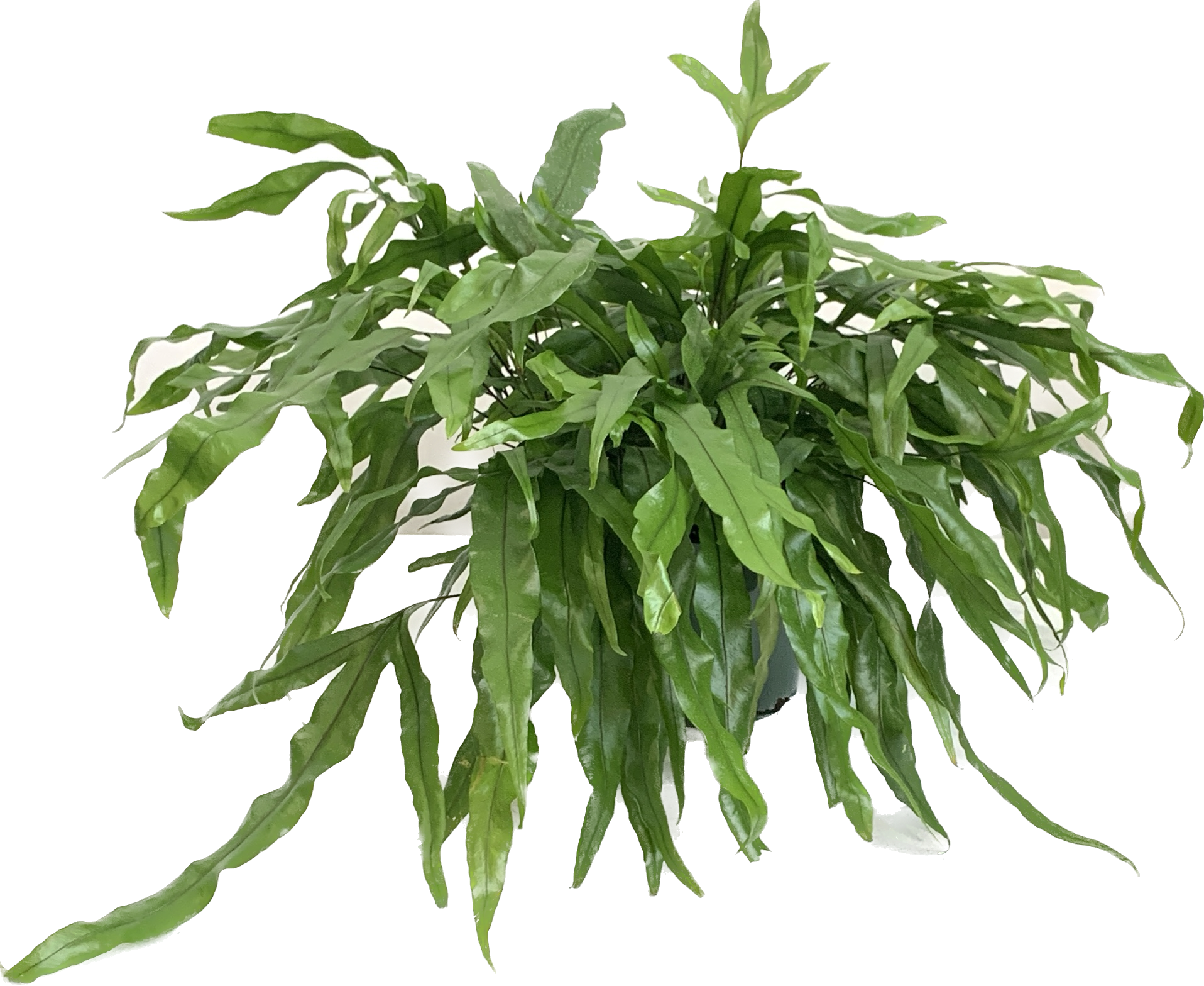 Kangaroo Paw Fern, Microsorum Diversifolium